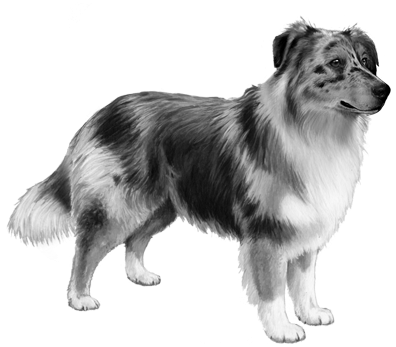 Download Australian Shepherd - B&w - Rough Collie PNG Image with No ...