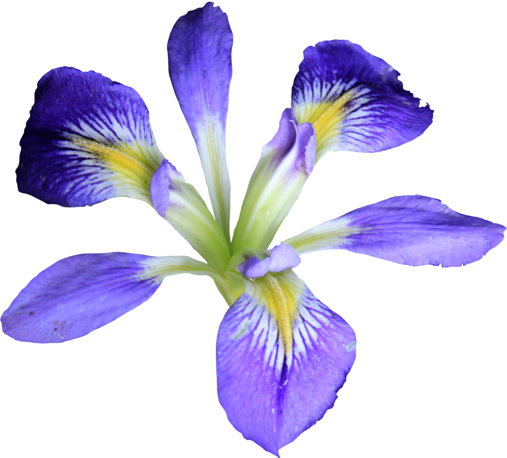 Com Petite Purple Iris Png By Thy Darkest Hour - Iris Transparent Background Png (1024x925), Png Download