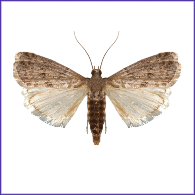 Mediterranean Flour Moth - Ephestia Kuehniella (400x400), Png Download