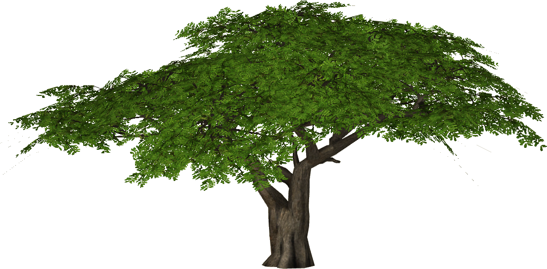 Acacia Tree PNG