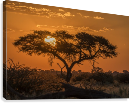 Silhouette Of Acacia Tree At Orange Sunset - Silhouette Of Acacia Tree ...