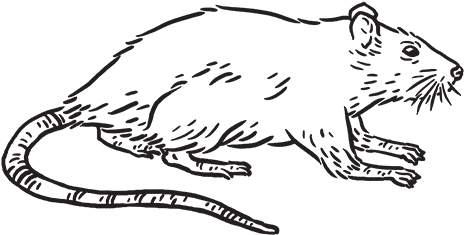 Rat - Free Transparent PNG Download - PNGkey