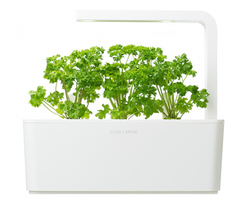 Download Parsley PNG Image with No Background - PNGkey.com