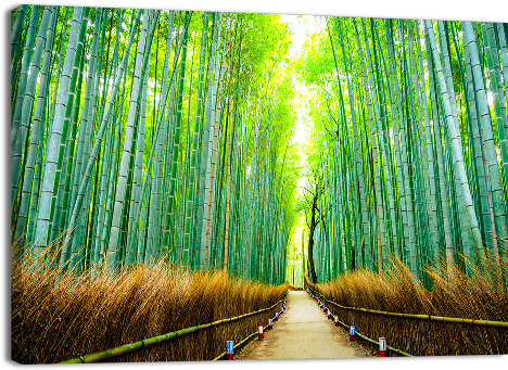 Download Bamboo Forest In Japan - Japan PNG Image with No Background ...