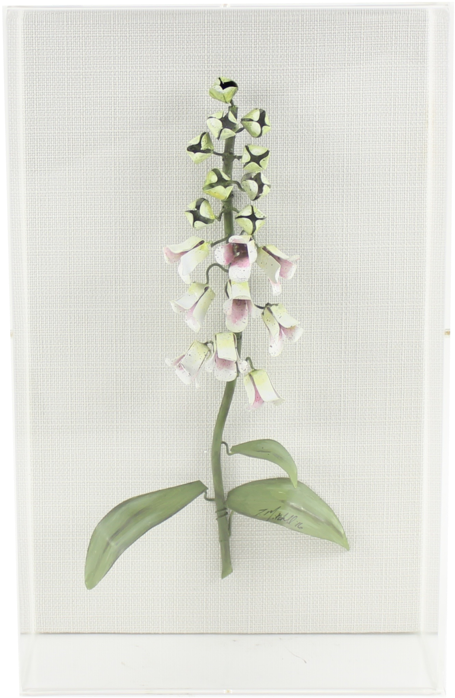 Forget Me Not Clflower Foxglove Foxglove Clflower Freesia - Foxgloves (500x763), Png Download