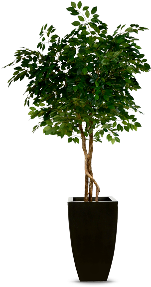 Thumb Image - Ficus Png - Free Transparent PNG Download - PNGkey