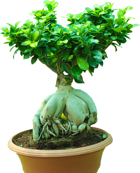 Download Ficus Retusa PNG Image with No Background - PNGkey.com