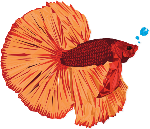 Download Betta - Illustration PNG Image with No Background - PNGkey.com