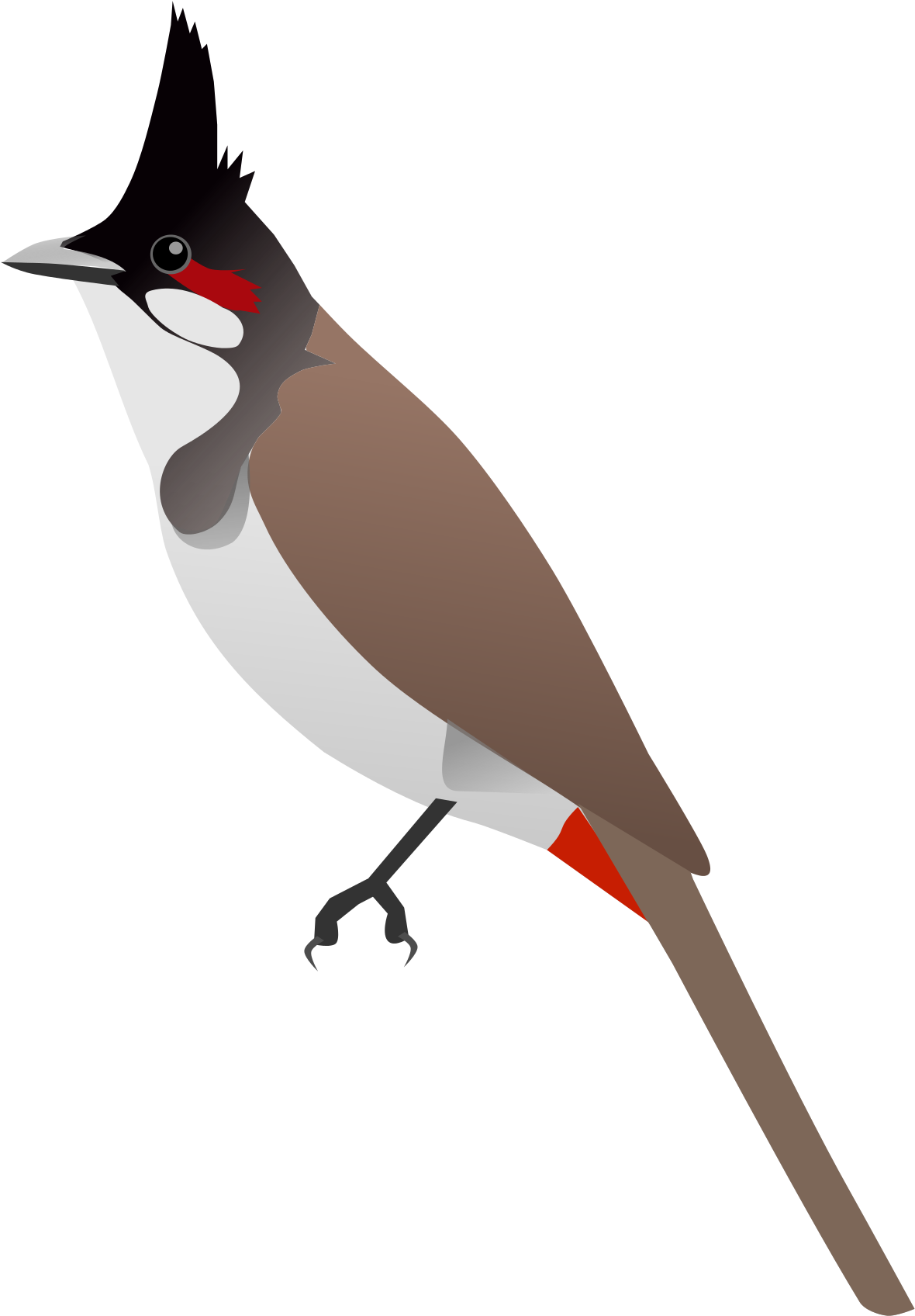 Download Open - Bulbul Png PNG Image with No Background - PNGkey.com