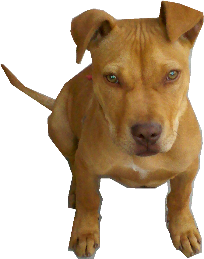 Download Perro Pitbull Bebe Png By Pngdetodotipo - American Pit Bull ...