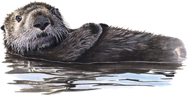 Sea Otter Free Transparent PNG Download PNGkey