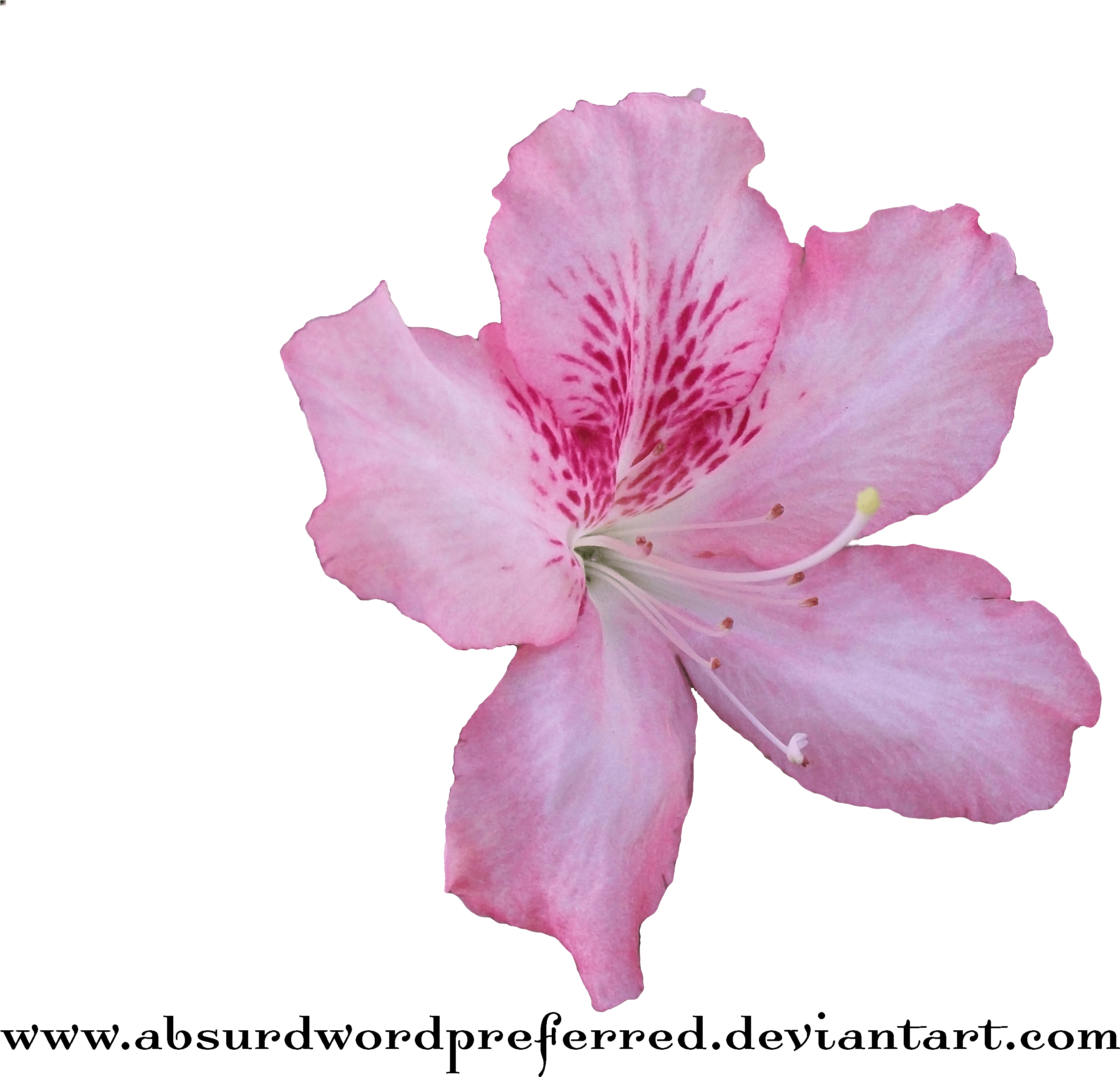 Download Medium Crop Of Transparent Flower Crown - Azalea Flower Png ...