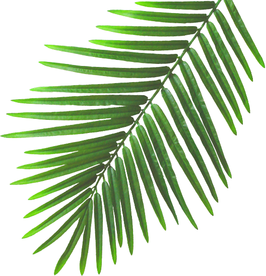 Download Beach Leaves Png PNG Image with No Background - PNGkey.com