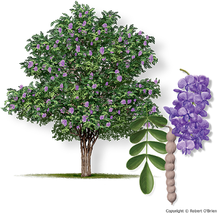 Download Mountain Laurel Sephora Secundiflora - Texas Mountain Laurel ...