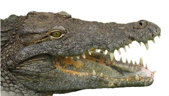 Download Crocodile Head Png PNG Image with No Background - PNGkey.com