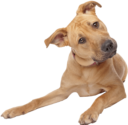 Download Dog Png Transparent - Dog Transparent Background PNG Image with No  Background 