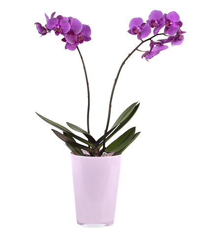 Download Violet Orchid - Orchids PNG Image with No Background - PNGkey.com