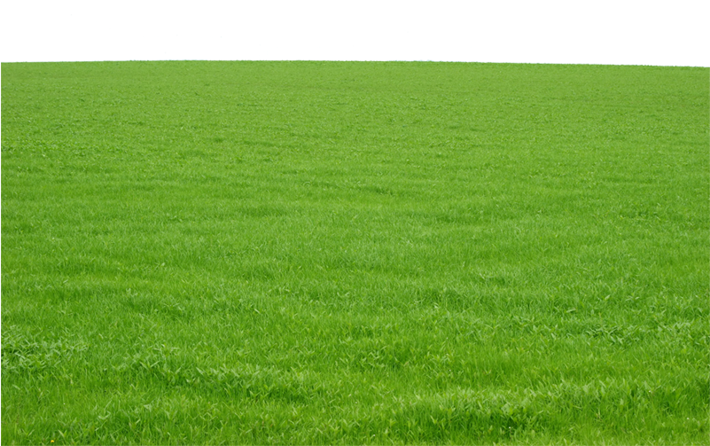 Green Grass Png Image Free Download Photo - Field Of Grass - Free