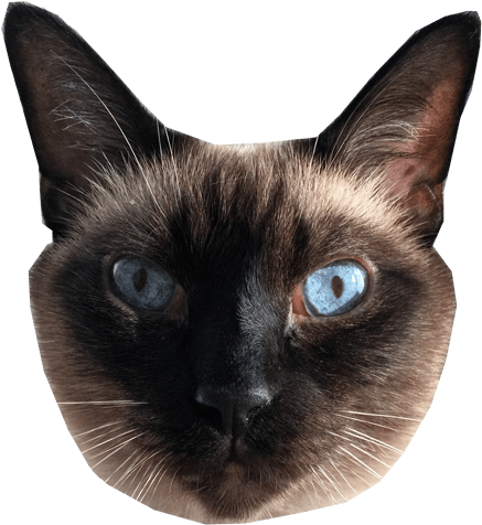 Download Cats Face Png Stock - Cat Adopt,Cat Face Png - free transparent png ima