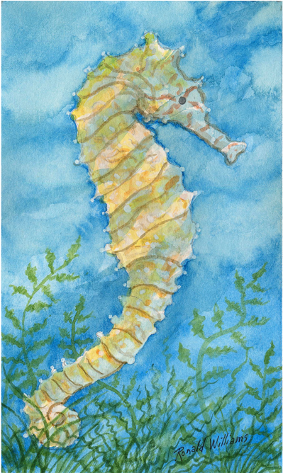 Download Seahorse PNG Image with No Background - PNGkey.com