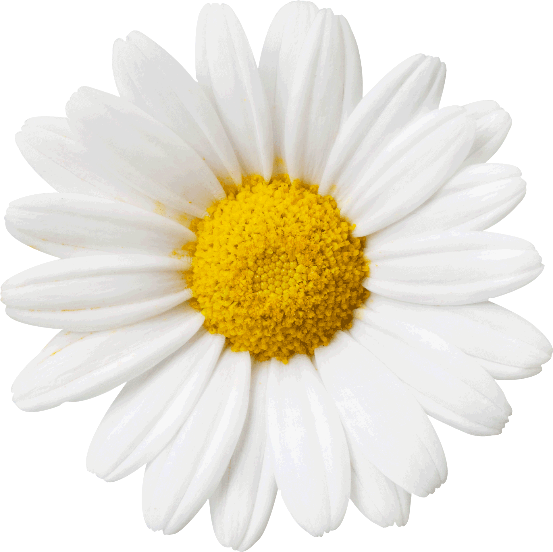 Flower Daisy Sticker By Lime Crime - Transparent Daisy Gif - Free