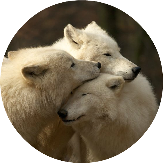 White Wolves (602x583), Png Download