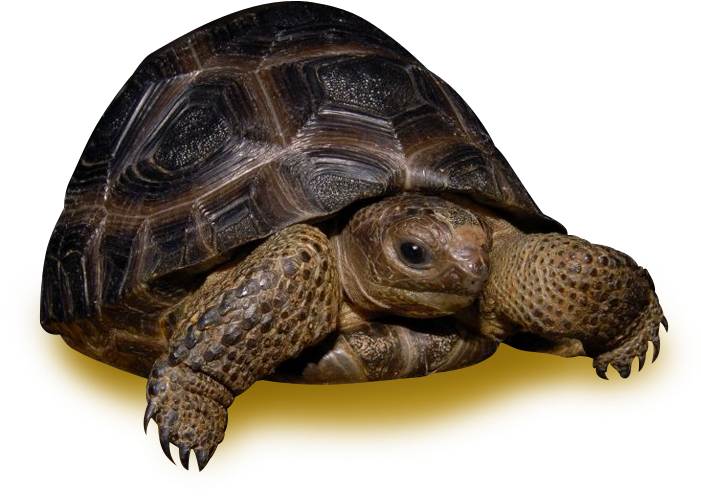 Aldabra Tortoise - 35 Pound Tortoise - Free Transparent PNG Download ...