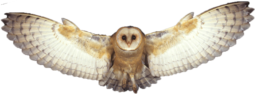 Barn Owl Png Photo - Transparent Background Flying Owl Png - Free ...