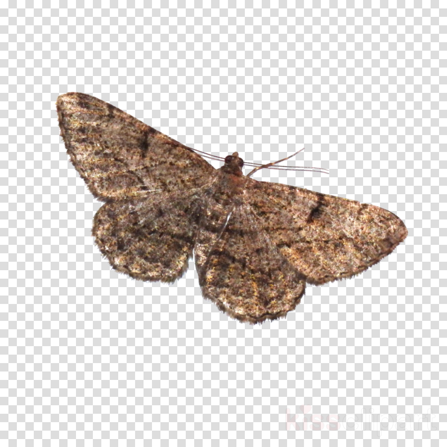 Download Moth Png Transparent Clipart Brown House Moth - Lamp And Moth Best Memes (900x900), Png Download