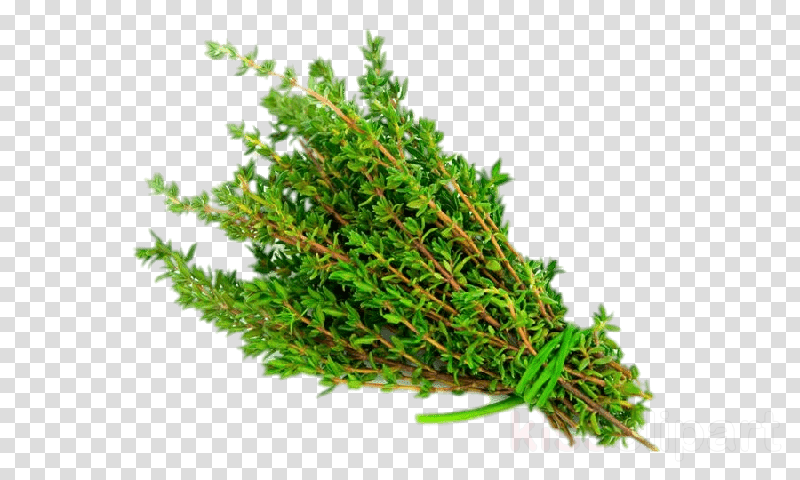 Download Thyme Png Transparent Clipart Thyme Herb Vegetable (900x540), Png Download