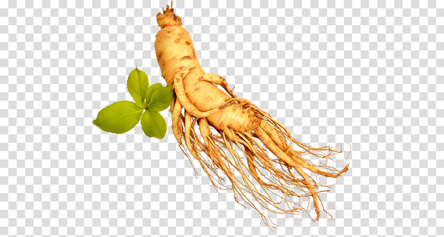 download download transparent ginseng png clipart royalty free ginseng transparent png image with no background pngkey com ginseng transparent png image with no