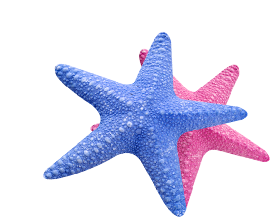 Sea Star Transparent - Sea Star Png Transparent - Free Transparent PNG ...