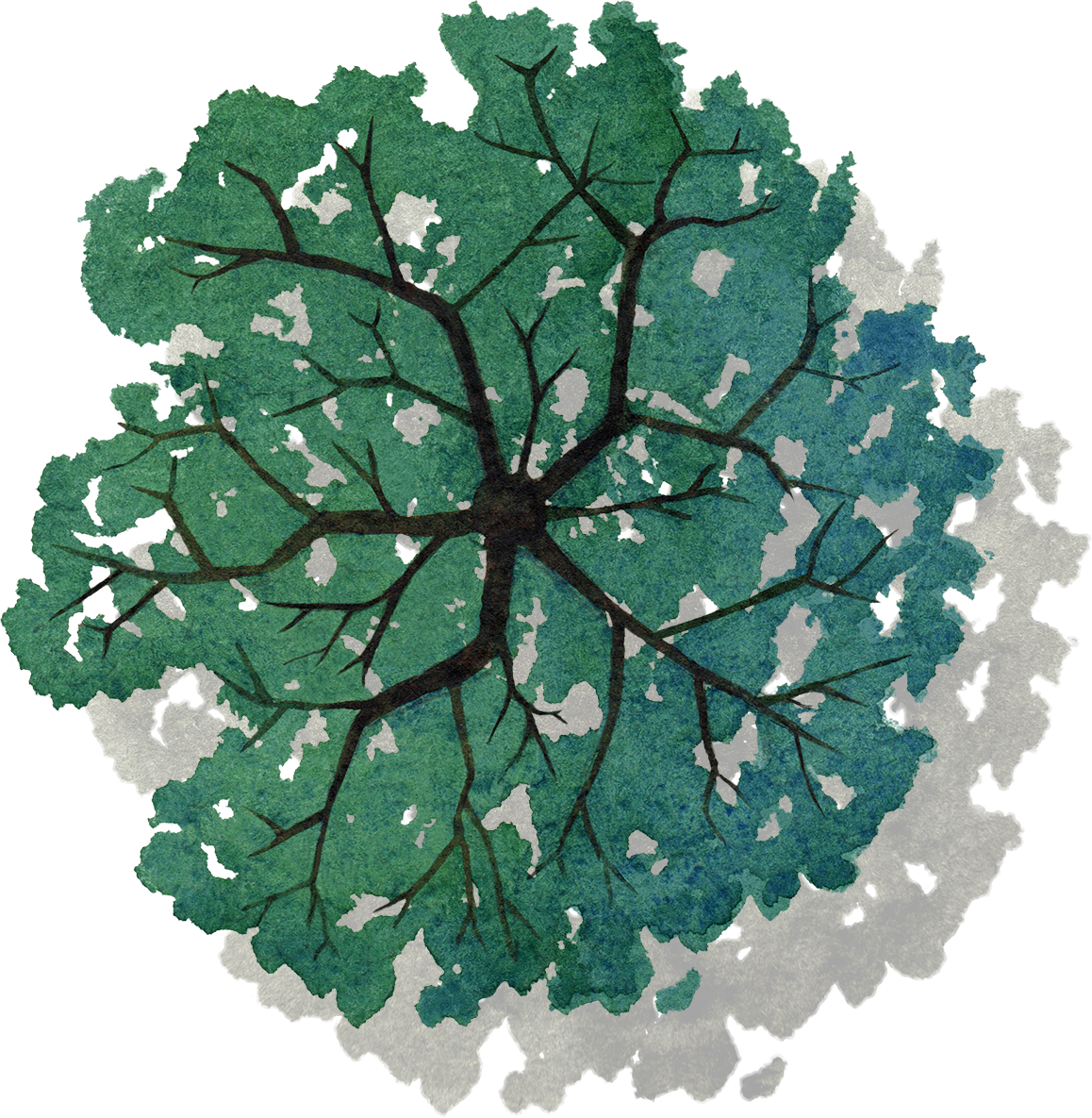 Download Tree Png Top View - Arvore Em Planta Png PNG Image with No