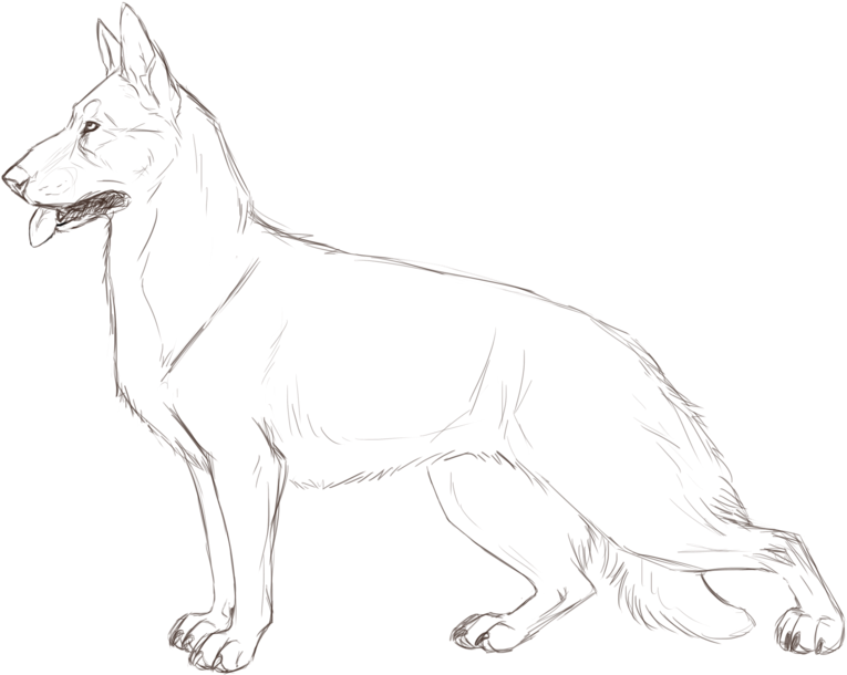 Download Germanshepherd - Line Art PNG Image with No Background ...