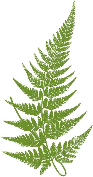 Transparent Fern Leaves Svg Stock Fern Leaf Botanical Illustration