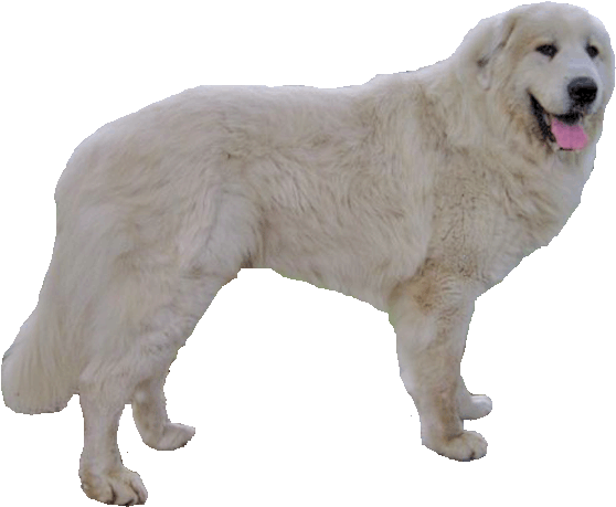 Great Pyrenees Png