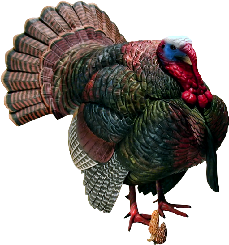 Download Wild Turkey Png - Turkey Png PNG Image with No Background ...