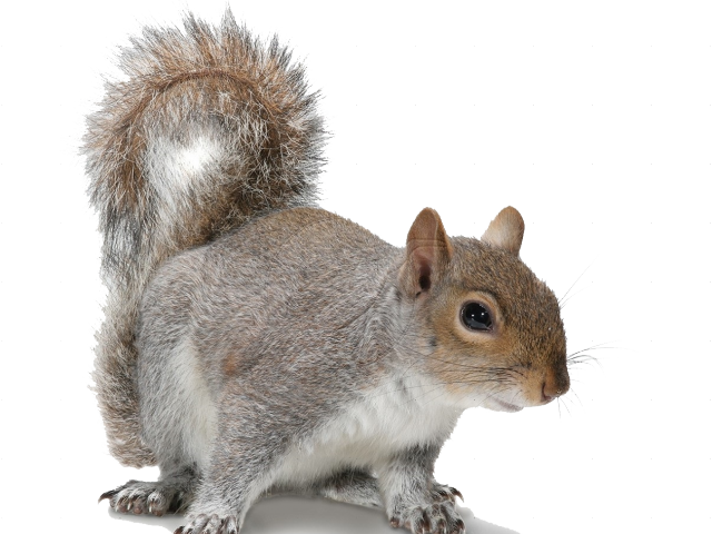 Acorn Clipart Fox Squirrel - Grey Squirrel White Background - Free ...