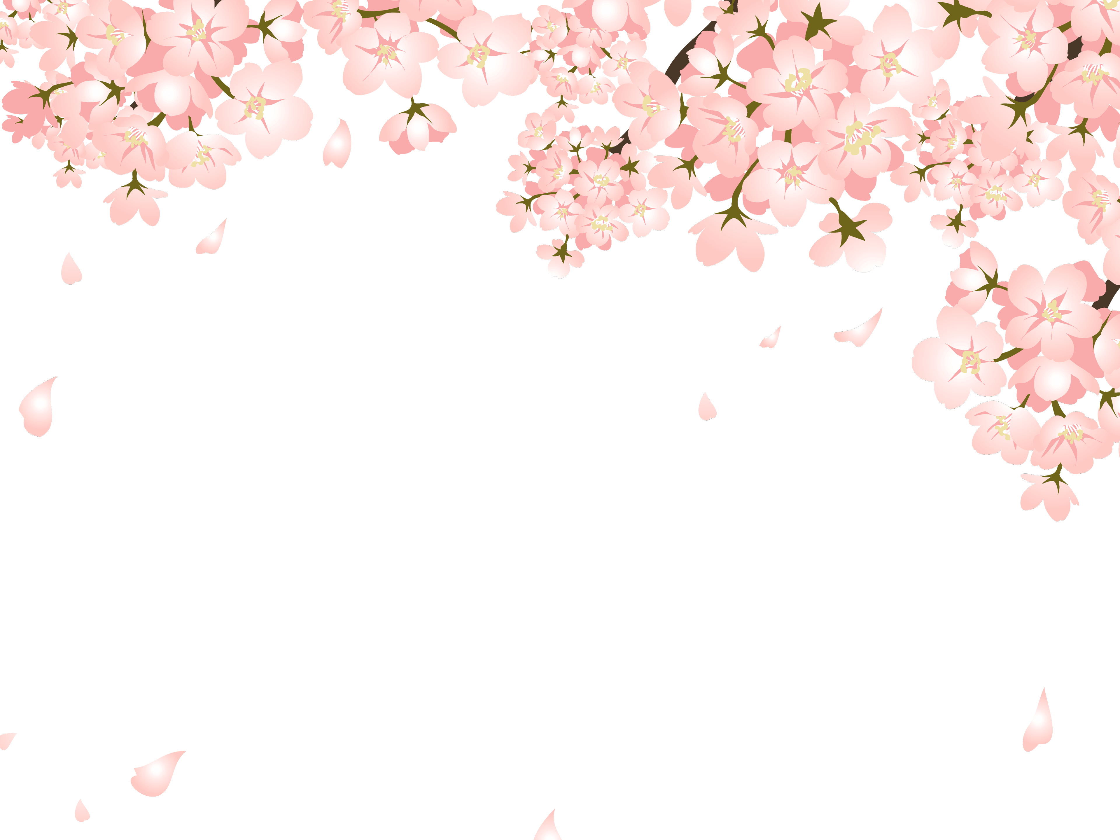 Cherry Blossom Petals Falling Png 2021
