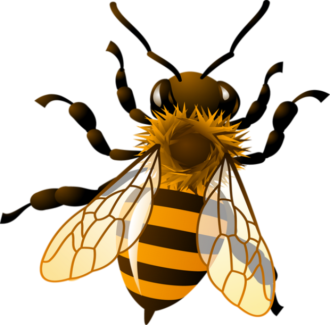 Bee Png Clipart - Realistic Bee Clip Art - Free Transparent PNG ...