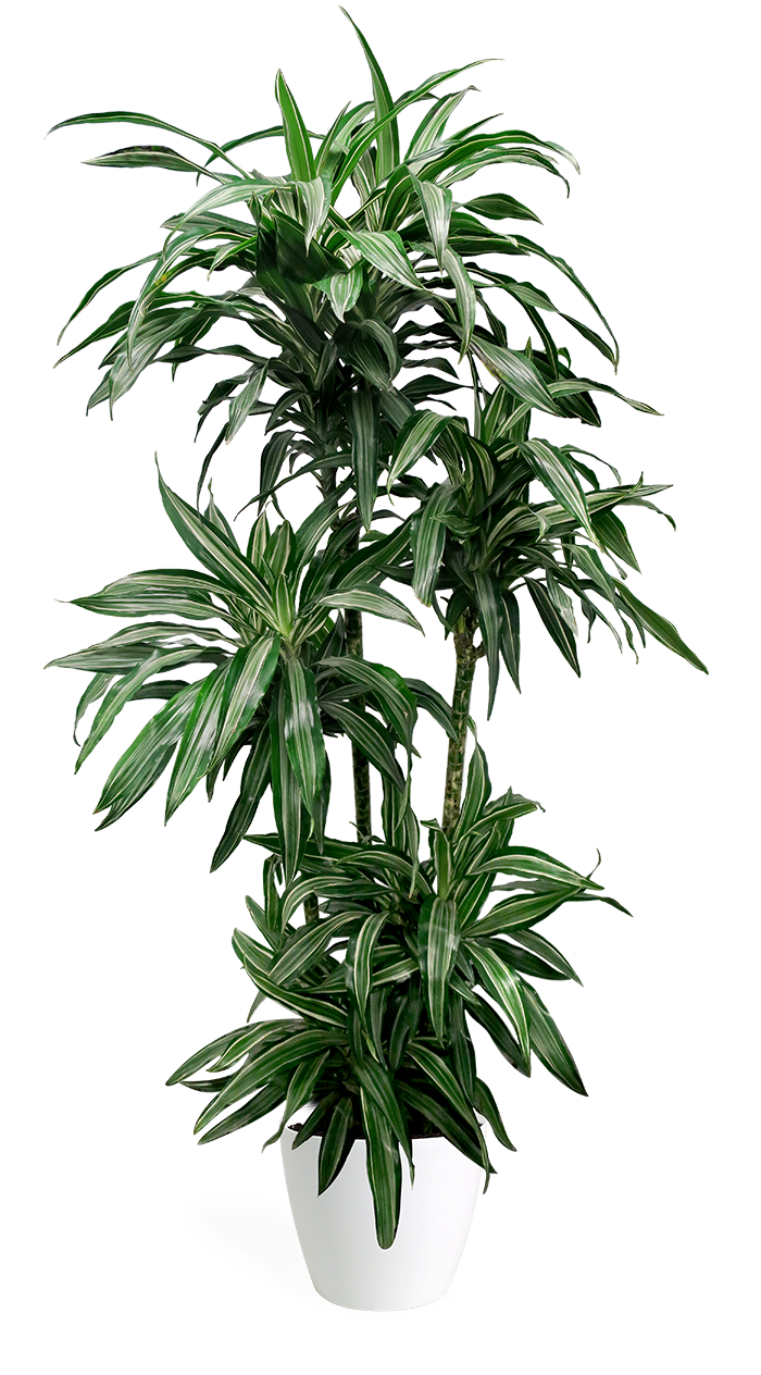 Download Dracaena Ulysses Large Dracaena Png Image With No Background Pngkey Com