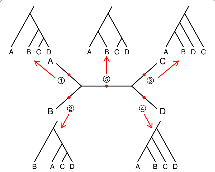 Download Example Species Trees - Unrooted Binary Tree PNG Image with No ...