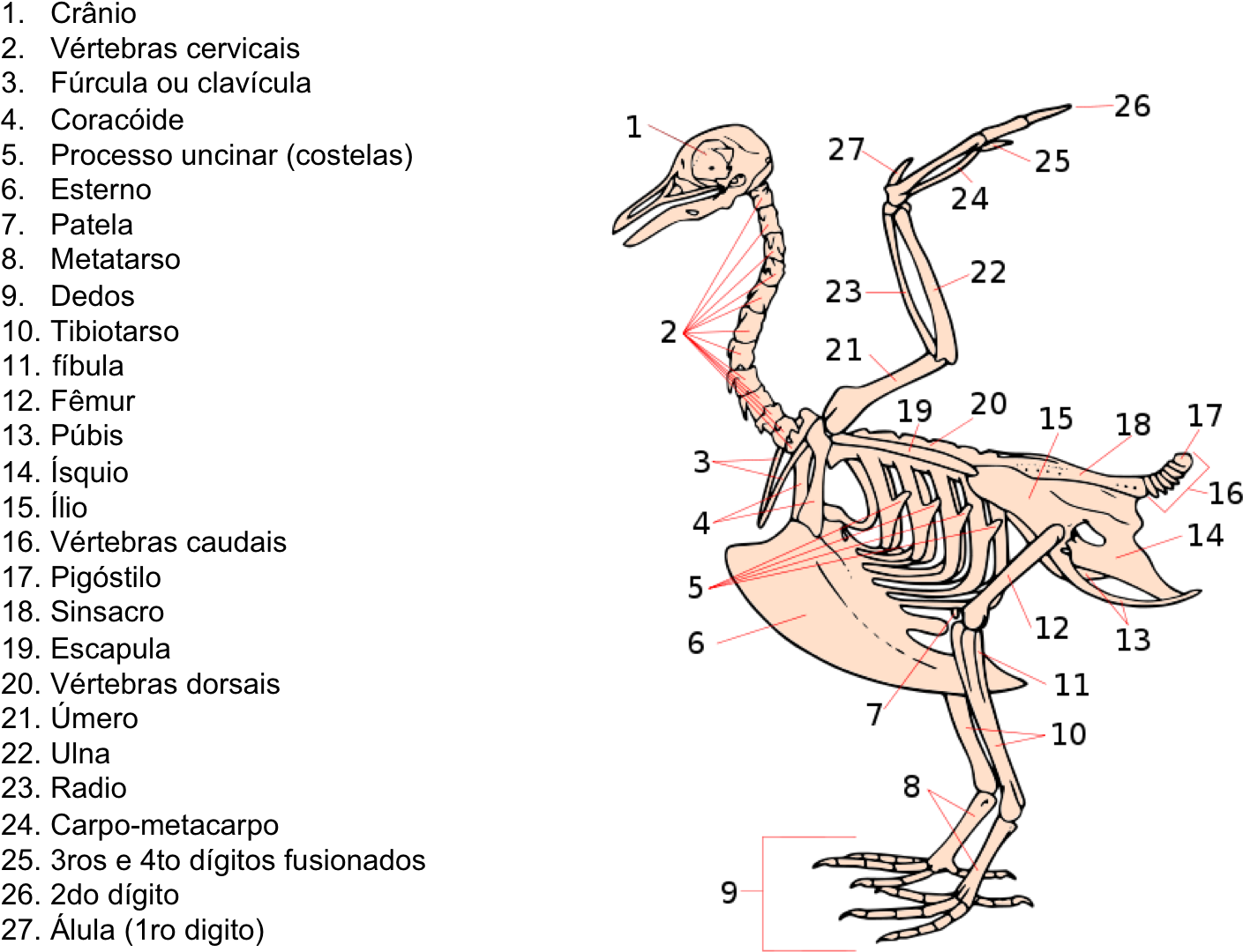 Download Esqueleto Bird Skeleton Png Image With No Background Pngkey Com