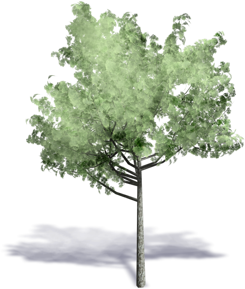 Generic Summer Tree - Tree Axonometric Png - Free Transparent PNG