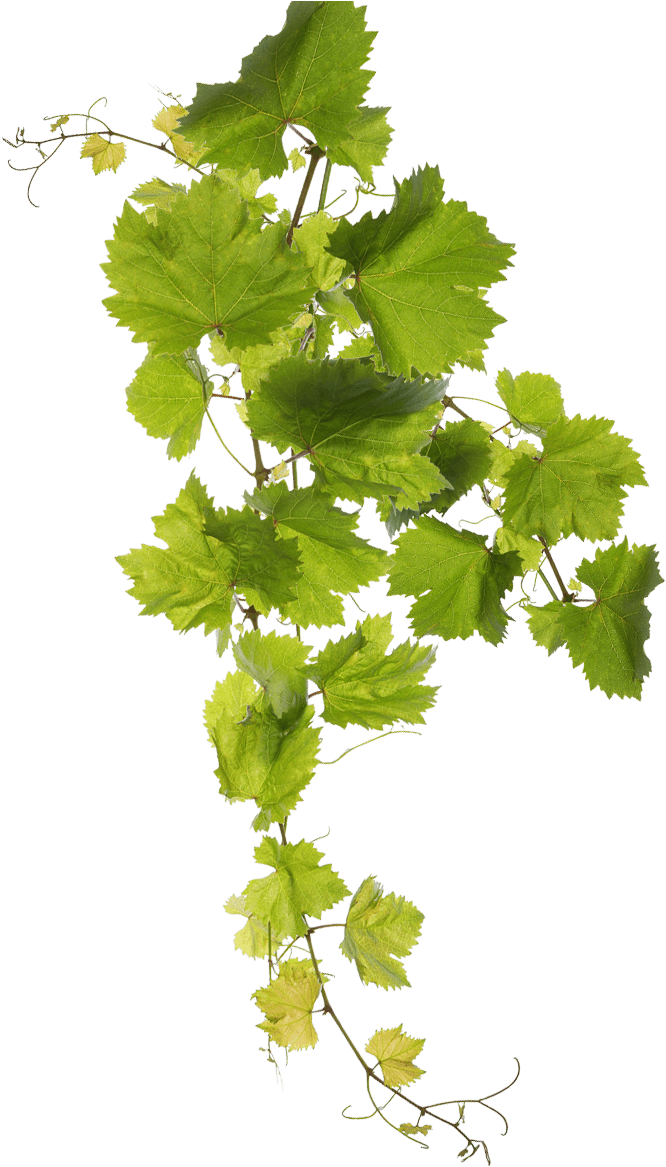 Retsina Malamatina - Grape Leaf Png - Free Transparent PNG Download