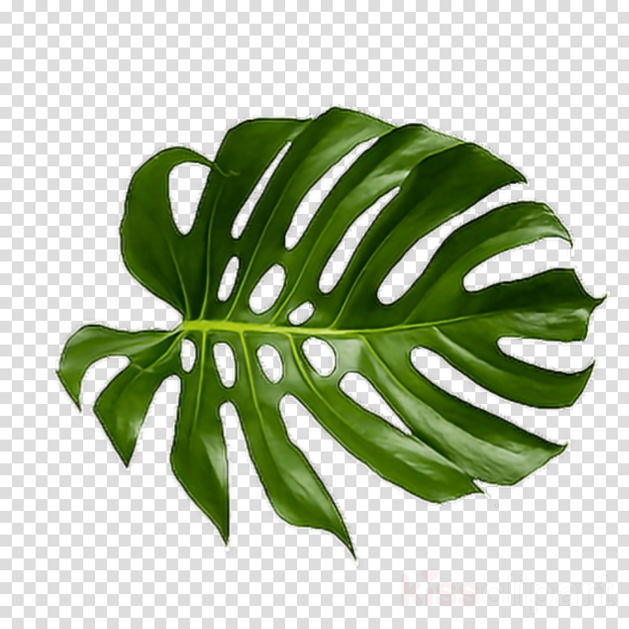 Vector Illustration Of Tropical Green Leaves Of Palm
