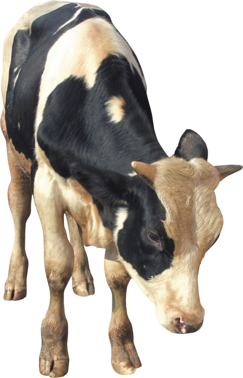 Cow Png, Download Png Image With Transparent Background, - Cattle ...