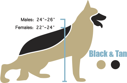 Download The American Line German Shepherd Height And Weight - White 