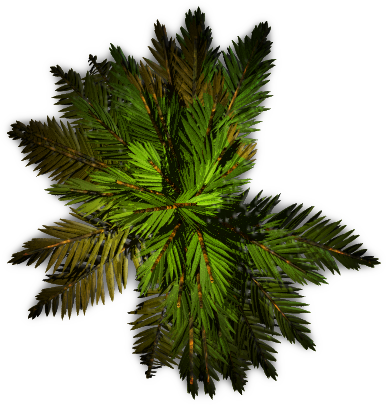 Palm Tree Plan Png - Free Transparent PNG Download - PNGkey