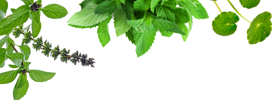 download ayurveda leaf png ayurveda png png image with no background pngkey com ayurveda leaf png ayurveda png png